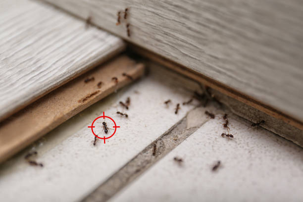 Best Emergency Pest Control  in Prairie City, IA