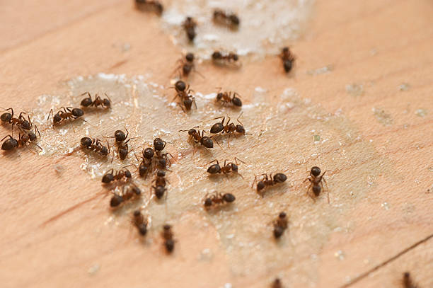 Best Wasp Removal Services  in Prairie City, IA