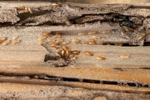 Best Best Pest Control Companies  in Prairie City, IA